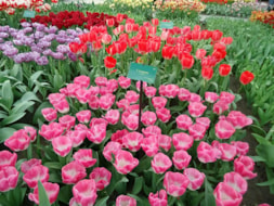 Keukenhof (21)